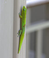 Green lizard outside our room
